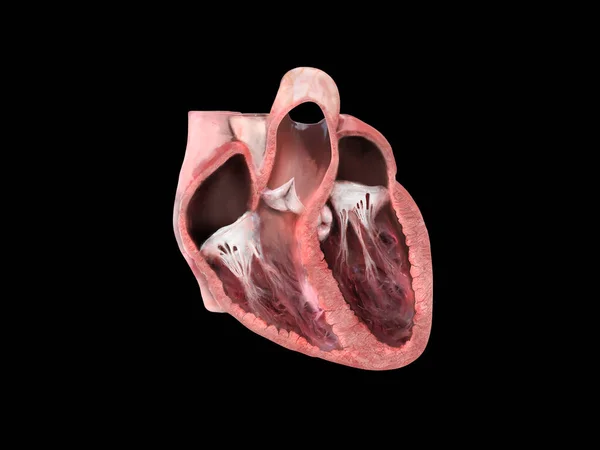 human heart anatomy. Educational diagram showing blood flow with main parts labeled. anatomical section, right and left ventricle and septum, heart valve, heart attack, heart problems, 3d render, illustration,black background