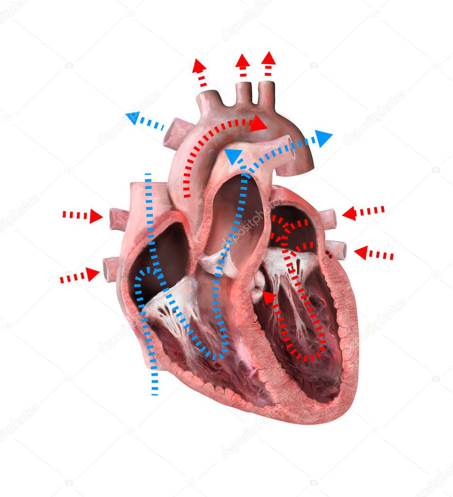human heart anatomy. Educational diagram showing blood flow with main parts labeled 3d render