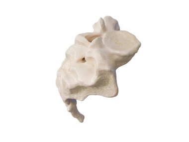 Kuyruksokumunun üç boyutlu çizimi, insan iskeletinin çizimi. Sacrum kemiği anatomisi. simge, beyaz arkaplan