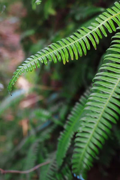 Hoja de helecho en el bosque —  Fotos de Stock