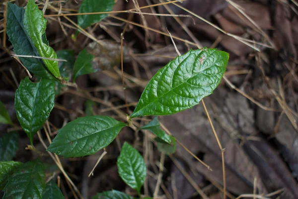 Fiatal loquat fa — Stock Fotó