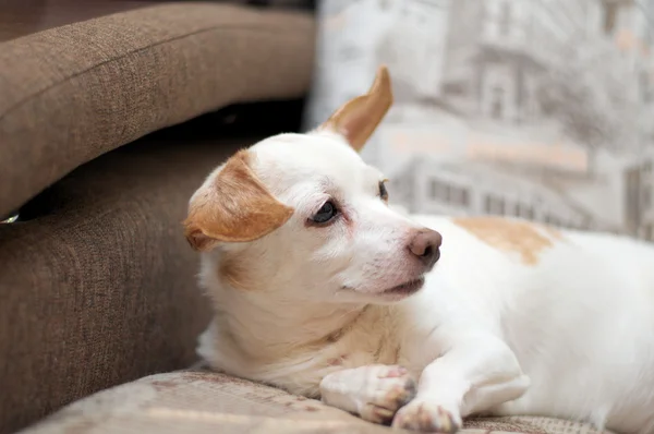Vit hund i soffan — Stockfoto