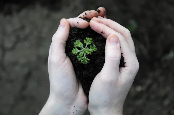 Hand holding plant seed — Stock Photo, Image