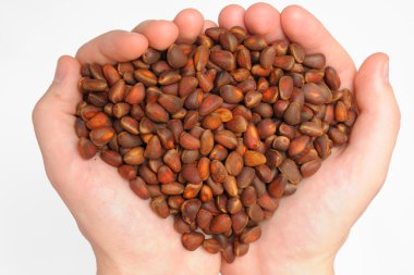 çam fıstığı el görünümü top