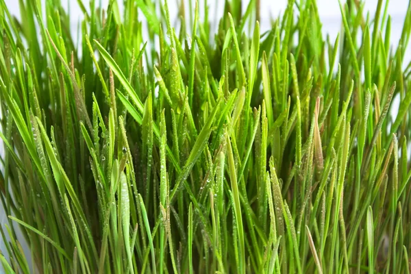 yulaf yeşil lahanası