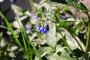 Mor çan çiçekleri