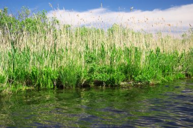 Scrubs Sibirya'da ırmak