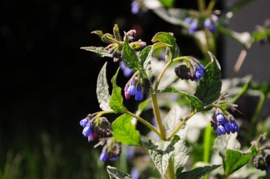 Mor çan çiçekleri açık