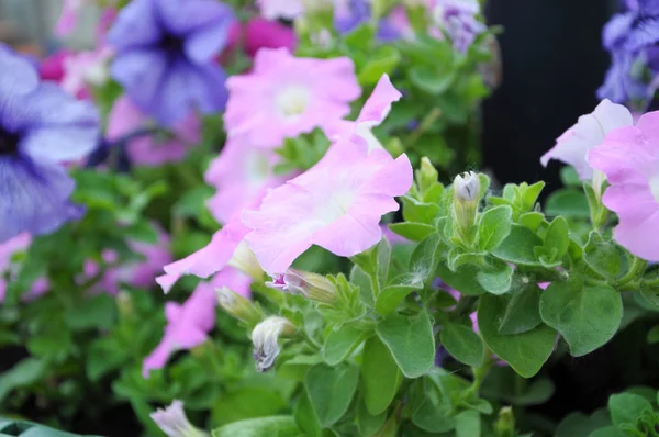 Petunia rosa — Stockfoto