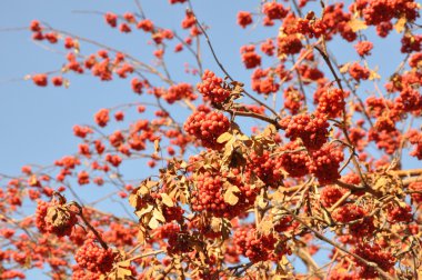 Rowan berry mavi gökyüzü arka plan üzerinde geç sonbaharda