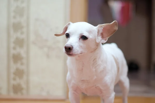 Fehér toy terrier — Stock Fotó