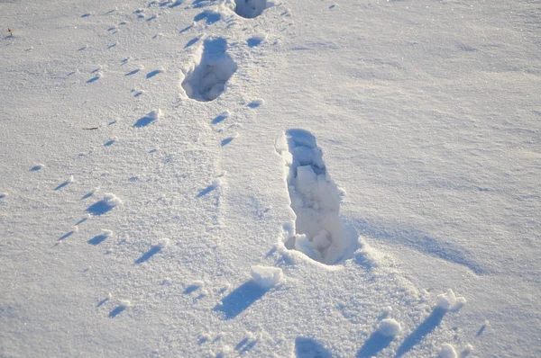 雪の背景に足跡 — ストック写真