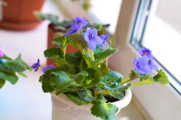Violetas moradas en el alféizar de la ventana — Foto de Stock