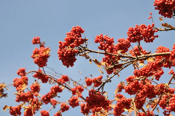 마가 목 열매 — 스톡 사진