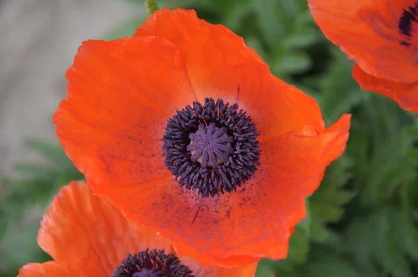 Papoila oriental flor vermelha — Fotografia de Stock