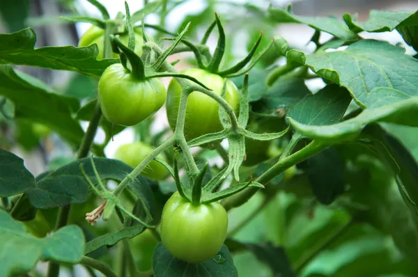 Grøn tomat - Stock-foto