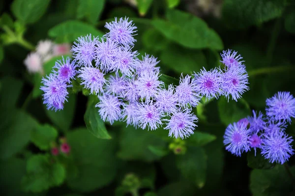 Purple blowing flower Ageratum — Stock Photo, Image