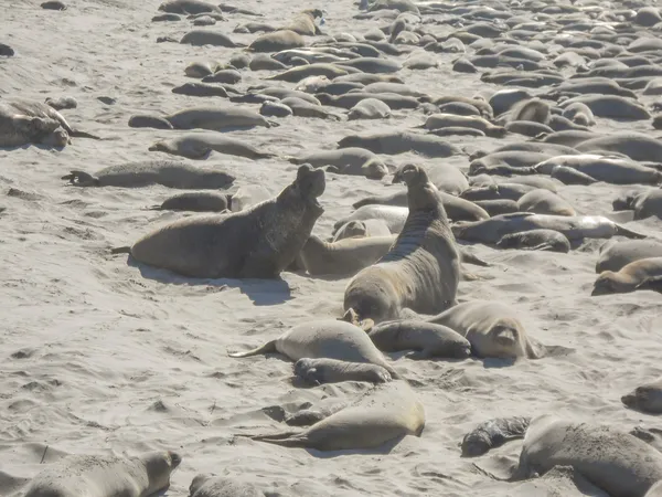 Colonia de focas elefantes —  Fotos de Stock