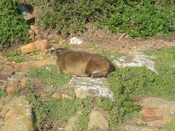 Boulders Beach marmot — Stock Photo, Image