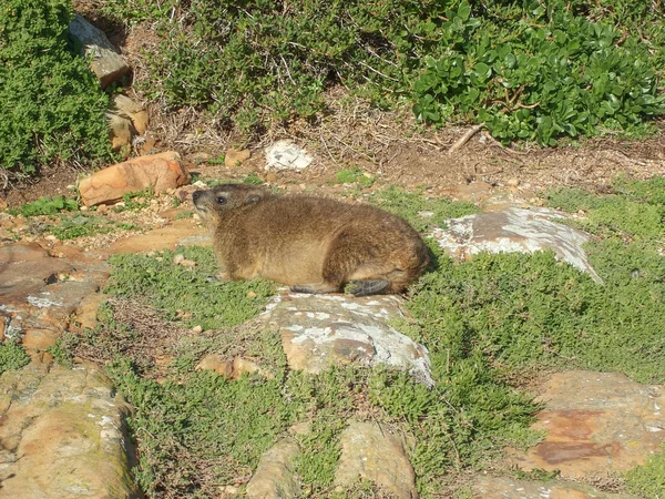 Boulders beach murmeldjur — Stockfoto