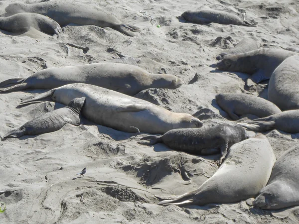 Elephant seals colony — Stock Photo, Image