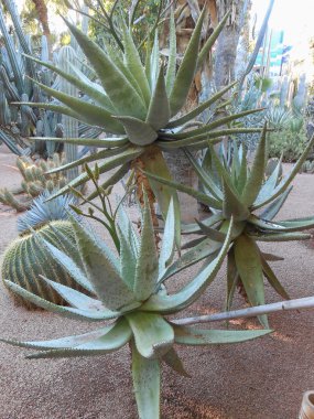 Jardin Majorelle.