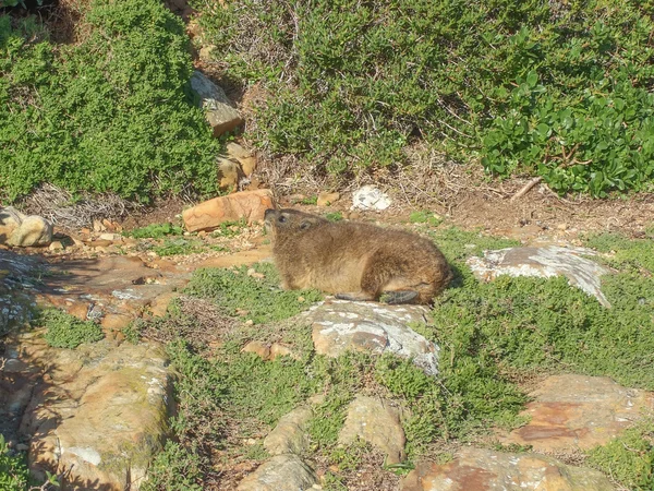 Boulders beach murmeldjur — Stockfoto