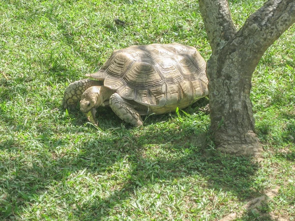 Schildkröte — Stockfoto