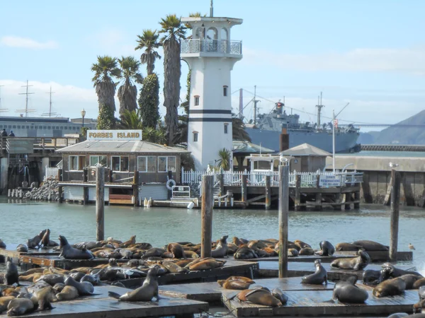 Forbes Island Seals — Stock Photo, Image