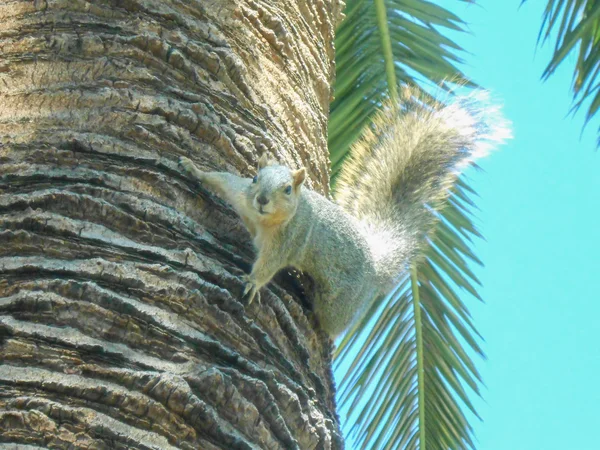 Squirrel — Stock Photo, Image