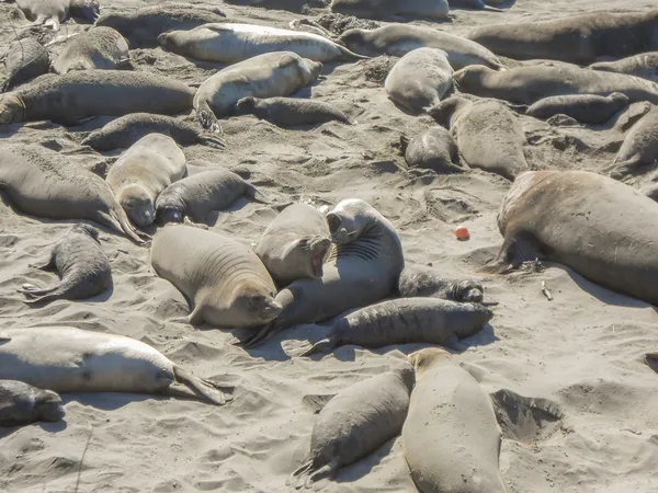 Elephant seals colony — Stock Photo, Image