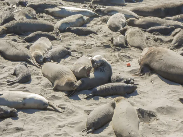 Colonia de focas elefantes — Foto de Stock