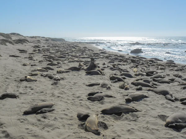 Elephant seals colony — Stock Photo, Image