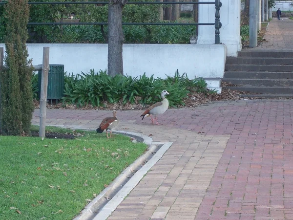 Canard oiseau — Photo