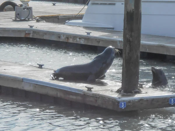 Forbes Island Seals — Stock Photo, Image