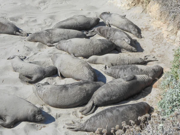 Colonia de focas elefantes — Foto de Stock