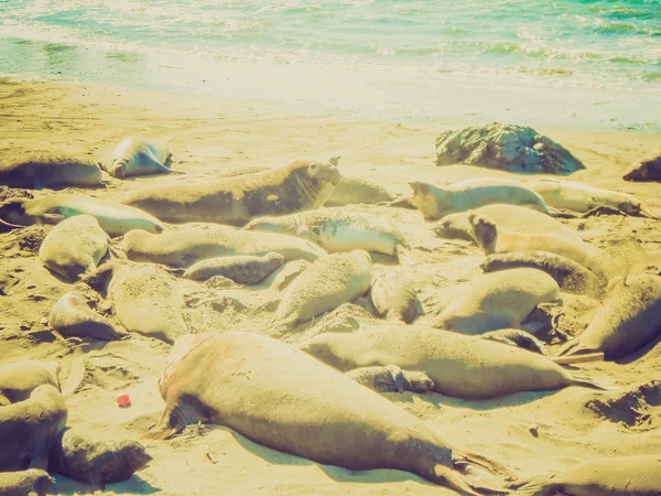 Retro look Elephant seals colony — Stock Photo, Image