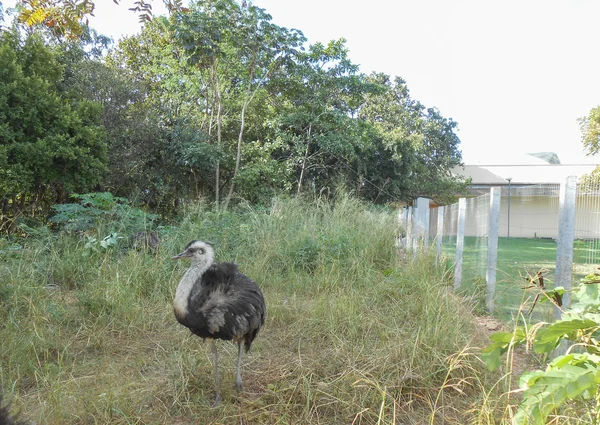 Straußenvogel — Stockfoto