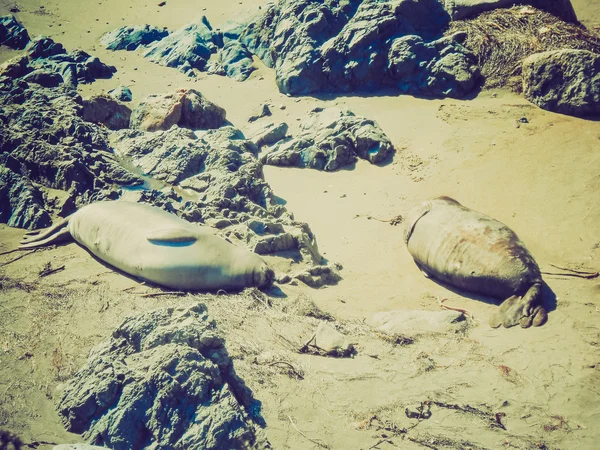 Retro look Elephant seals colony — Stock Photo, Image