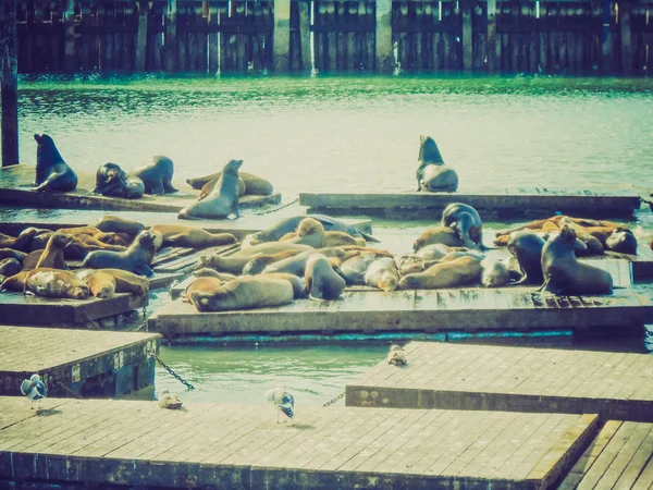 Regard rétro Forbes Island Seals — Photo