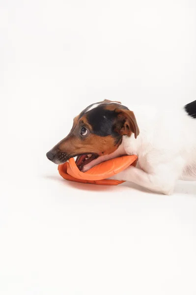 Russell terrier med frisbee - Stock-foto