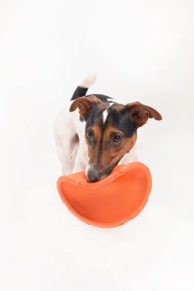 Russell terrier with frisbee — Stock Photo, Image