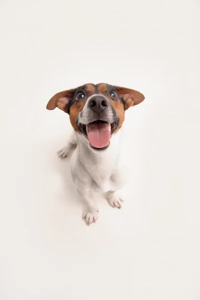 Playing funny dog — Stock Photo, Image