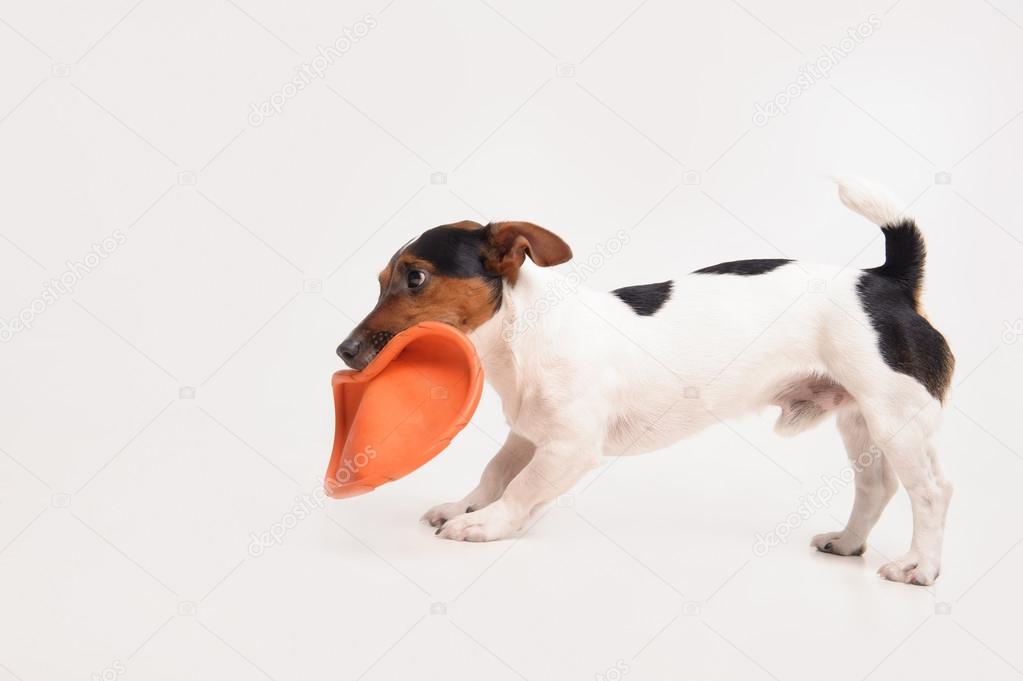 Russell terrier with frisbee