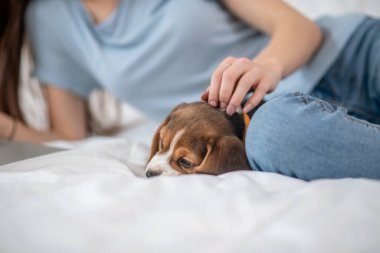 İnternetten bir şey izlerken sahibinin yanında yatan sevimli köpek yavrusu.
