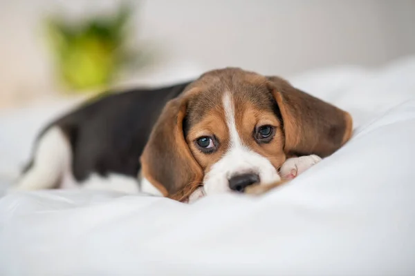 Um filhote de cachorro beagle bonito deitado na cama e olhando doce — Fotografia de Stock