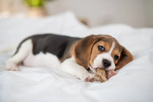 A cute beagle puppy lying on bed and looking sweet — Stock Photo, Image