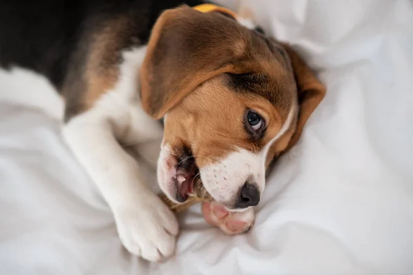 A cute little puppy playing with a toy bone — Stock Photo, Image