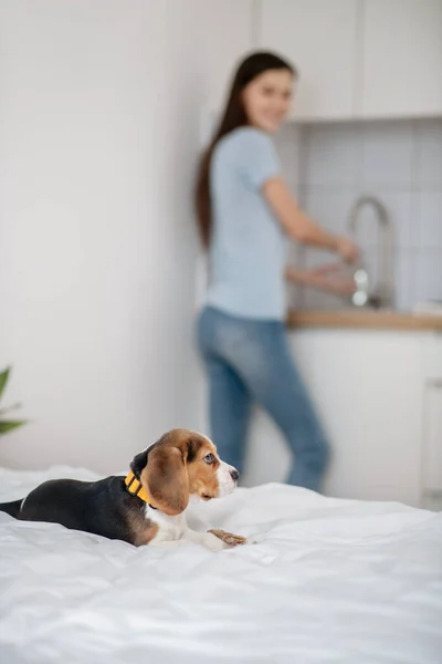 A woman washing the plates while her puppy sitting on bed — Stock Photo, Image