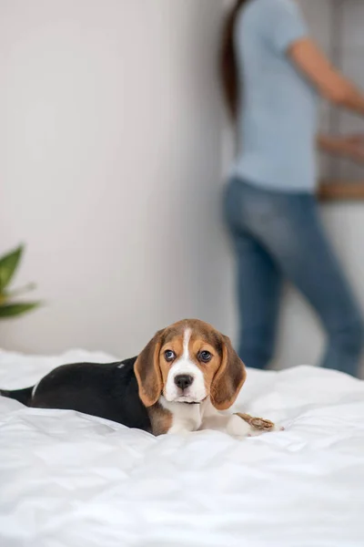 A woman washing the plates while her puppy sitting on bed — Stock Photo, Image